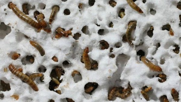 8ubet Superlarvas que comem plástico podem ser chave para reciclagem, dizem cientistas