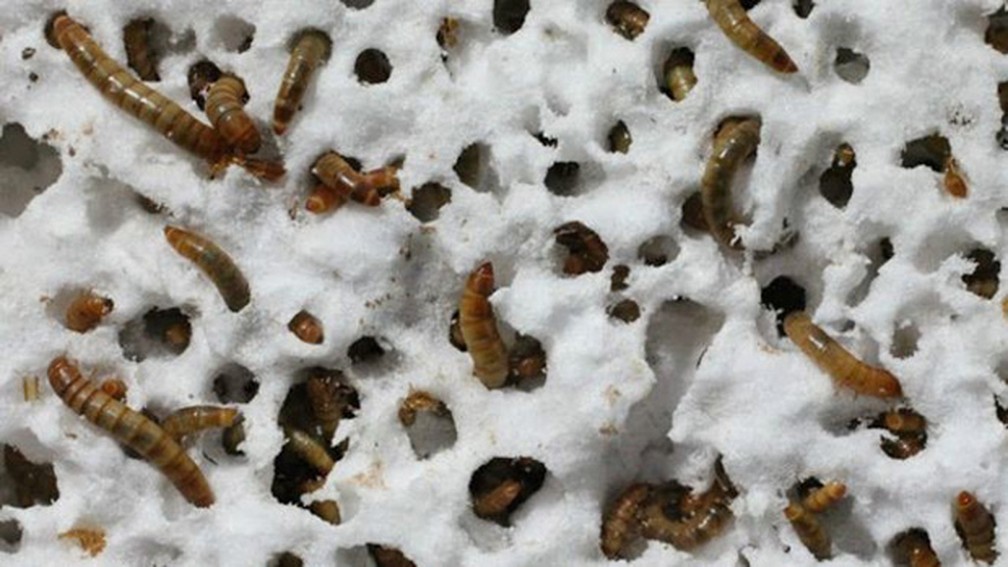 Insetos transformam 50% do plástico que consomem em dióxido de carbono  — Foto: Stanford University