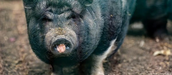 8ubet Javaporcos com carne azul neon revelam perigo oculto na Califórnia