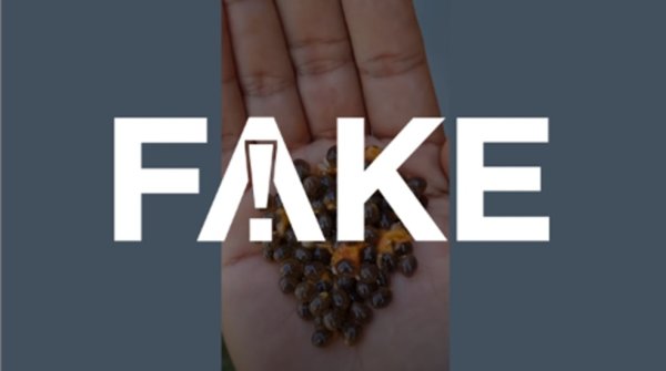 8u É #FAKE que &#39;receita&#39; de sementes de mamão com pó de café previne ou trata varizes