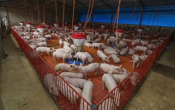 8u Exportação brasileira de carne de porco cresce em 2025; veja principais destinos dos embarques