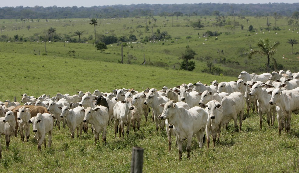 Gado pasta em uma área desmatada do município de Assis (AC)， na Amazônia. Imagem é de 1º de novembro de 2007. — Foto: AP Photo/Silvia Izquierdo