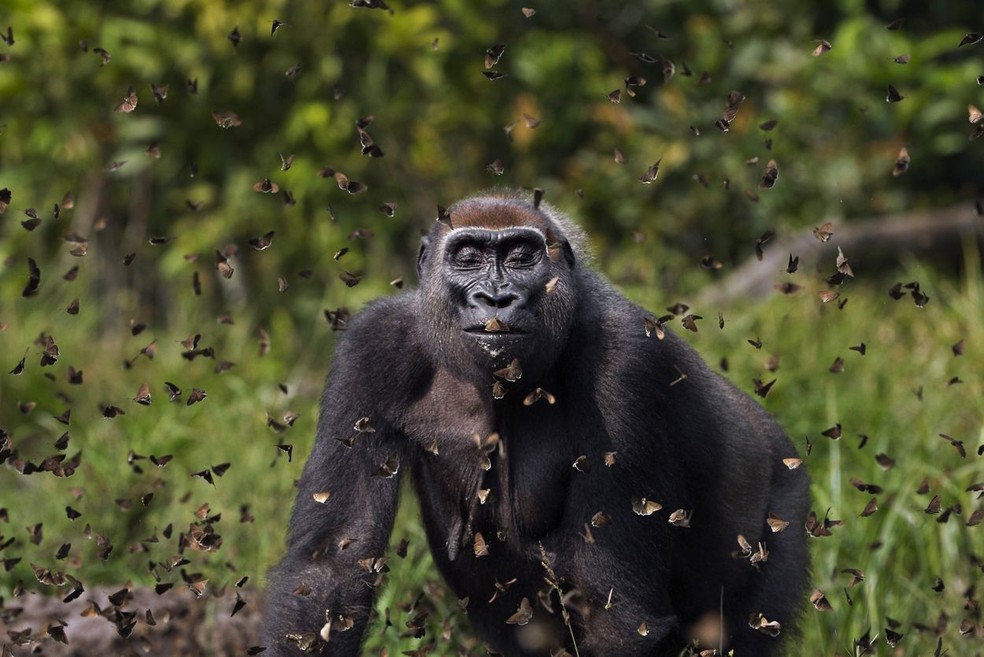 Gorila das planícies do oeste 'Malui' caminhando por entre uma nuvem de borboletas que ela perturbou em um bai. Bai Hokou， Reserva Florestal Especial Densa de Dzanga Sangha， República Centro-Africana. — Foto: Anup Shah / TNC Photo Contest 2021